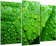 LIOX Macro image of dewy leaf, 120 × 80 cm, three-part - Painting