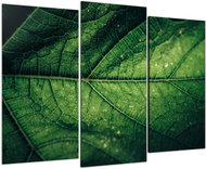 LIOX Image detail of leaf structure, 75 × 50 cm, three-piece - Painting