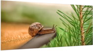 LIOX XL Painting of snail and pine needles, 250 × 125 cm - Painting