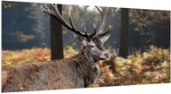 LIOX XL Picture of a deer, 250 × 125 cm - Painting