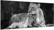 LIOX XL Painting black and white lion and lioness, 250 × 125 cm - Painting