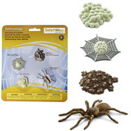 Safari Ltd. Životní cyklus – pavouk - Anatomický model