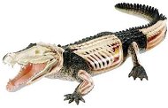 Revell X-ray SnapKits krokodil - Anatómiai modell