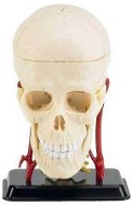 X-ray 02102 - Modell des menschlichen Schädels - Anatomisches Modell