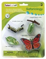 Safari Ltd. Life Cycle - Butterfly - Anatomy Model