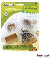 Safari Ltd. Life Cycle - Bee - Anatomy Model