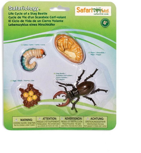 Life Cycle - Horned Beetle - Anatomy Model - Main image