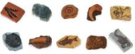 Bag - Fossils - Educational Set