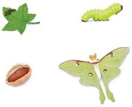 Lifecycle - Moth - Anatomy Model