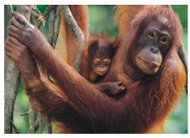 Orangutan 500 dielikov - Puzzle