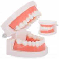 Verk Model čelisti 8 × 6,5 × 5,5 cm - Oral Hygiene Set