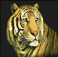 Gaira Painting by numbers Tiger M9578 - Painting by Numbers