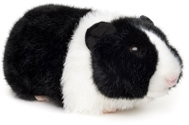 Lamps Plush Guinea Pig 21 cm - Soft Toy