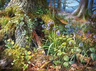 Castorland Forest Flowers Puzzle 2000 pieces - Jigsaw Puzzle