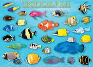 Eurographics Tropical Fish Puzzle 1000 pieces - Jigsaw Puzzle