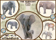 Eurographics Puzzle Elephant 1000 pieces - Jigsaw