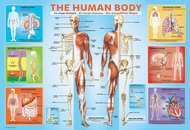 Eurographics Human Body Puzzle 200 pieces - Jigsaw Puzzle