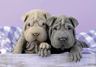 Educa Puzzle Too early to get up 100 pieces - Jigsaw Puzzle