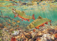 Cobble Hill Brook Trout Puzzle 1000 pieces - Jigsaw Puzzle