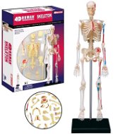 Anatomie des Menschen - Skelett - Lernspielzeug