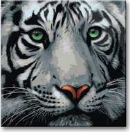Painting by Numbers - Head of a White Tiger 40x40cm on Canvas Stretched over Frame - Painting by Numbers