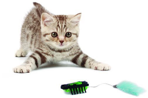 Hexbug for cats online