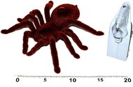 Chlupatý pavouk RC 15cm - RC model