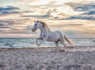 Ravensburger 165865 Evening gallop 500 pieces - Jigsaw Puzzle