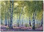 Ravensburger 167531 Birch forest 1000 pieces - Jigsaw