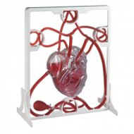 Ľudské srdce – srdcový tep - Vzdelávacia súprava