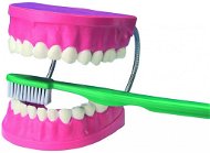 Nagyméretű modell fogápoláshoz - Oktatókészlet