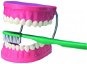 Great Model for Dental Care - Educational Set