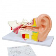 Ľudské ucho - Vzdelávacia súprava