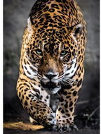 Clementoni Jaguar Walking Puzzle 1000 pieces - Jigsaw Puzzle