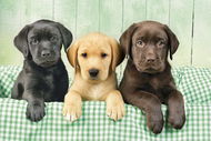 Clementoni Puzzle Tři labradoři 1000 dílků - Puzzle