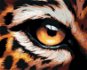 Malování podle čísel - Leopardí oko - Painting by Numbers