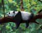 Maľovanie podľa čísel - Panda ležiaca na strome - Maľovanie podľa čísel