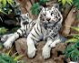 Malování podle čísel - Bílý tygr s mláďaty na kameni (Howard Robinson) - Painting by Numbers