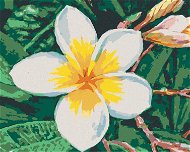 Maľovanie podľa čísel – Havajský kvet - Maľovanie podľa čísel