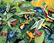 Painting by Numbers - Colored Frogs (Howard Robinson), 80x100 cm, unframed and without canvas shut o - Painting by Numbers