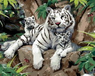 Painting by numbers - White tiger with cubs on a stone (Howard Robinson), 80x100 cm, unframed and un - Painting by Numbers