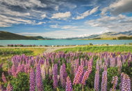 Clementoni Puzzle Lupins at Lake Tekapo 1500 Pieces - Jigsaw Puzzle