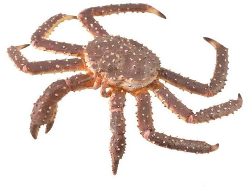 Collecta King Crab - Figure - Main image