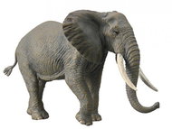 Collecta African Elephant - Figure