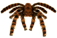 Widmann Tarantula 65 cm - Decoration