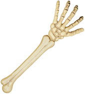 Boland Bone of the hand - Decoration