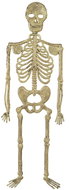 Widmann Skeleton 32 cm - Decoration
