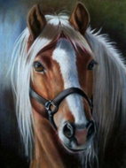 Norimpex Portrét koně 30 × 40 cm - Diamond Painting