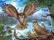 Norimpex Soví hnízdo 30 × 40 cm - Diamond Painting