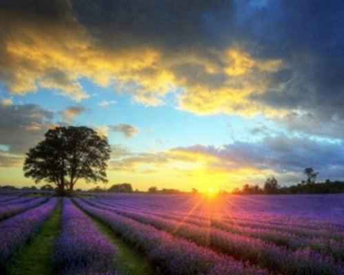 Norimpex Sun over lavender field 30 × 40 cm - Diamond Painting - Main image